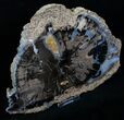 Large Blue Forest Petrified Wood Slice - #13757-2